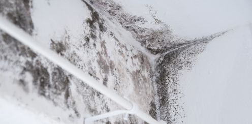 Jak usunąć grzyba i pleśń ze ścian? Sprawdzone metody.